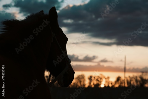 Silhouette of a horse with the blurred background of sunset sky