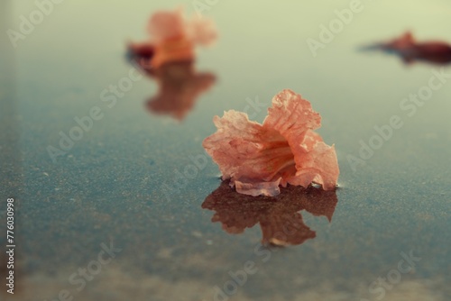 Beautiful shot of a dry wittered pale pink flower fallen in a small water puddle photo