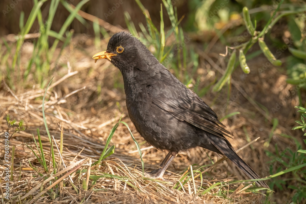 Blackbird, male, close up in forest in the uk Blackbird, male, close up in forest in the uk