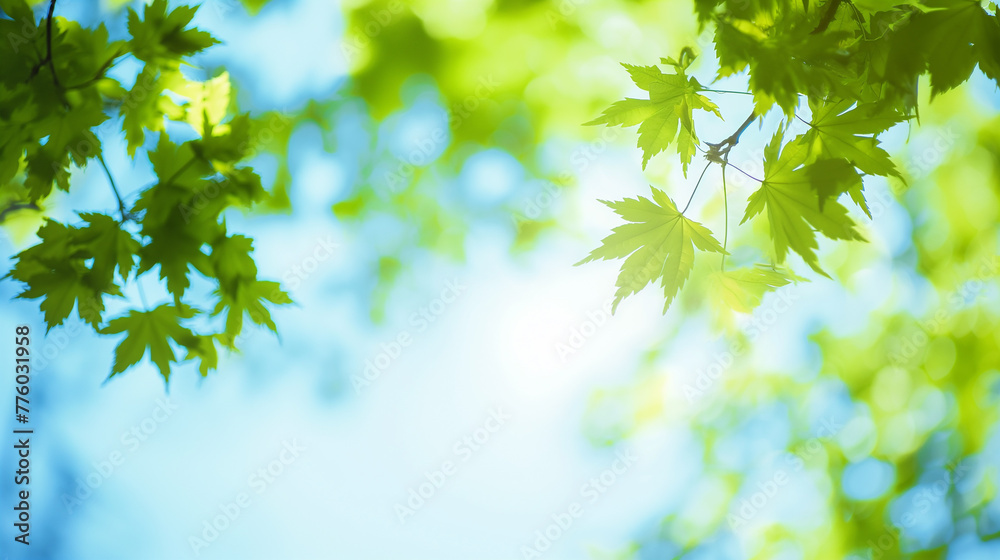 Spring concept background. Blurry green leaves of spring or summer trees isolated on sunny sky background. Spring concept background. Blurry green leaves of spring or summer trees isolated on sunny sky background.
