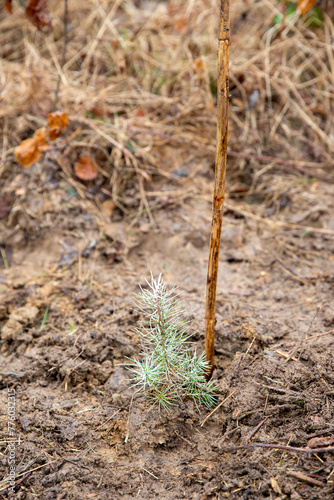 Wallpaper Mural Gros plan sur un petit pin maritime tout juste planter en forêt Torontodigital.ca