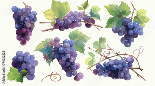 Vector illustration. Watercolor or aquarelle grape