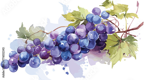 Vector illustration. Watercolor or aquarelle grape