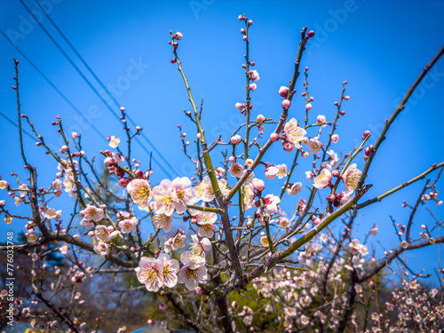  매화 봄꽃 자연 봄 풍경