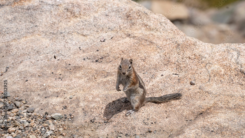 Obraz premium Grey squirrel on a rock in the cliff