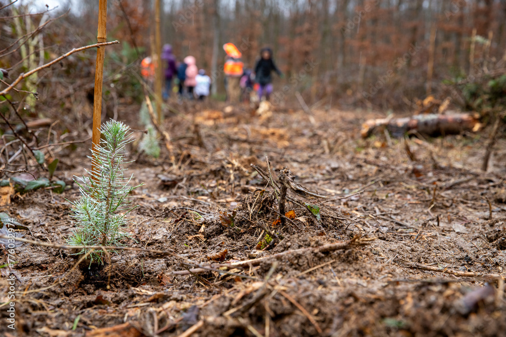 Gros plan sur un petit pin maritime tout juste planter en forêt Gros plan sur un petit pin maritime tout juste planter en forêt