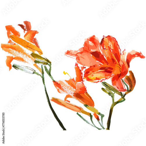 Vector watercolor illustration of  tiger lily flower. Gohua, traditional chinese ink and wash painting
