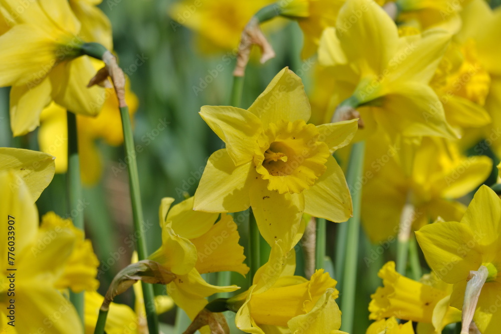 黄水仙 jonquil (Narcissus jonquilla) 黄水仙 jonquil (Narcissus jonquilla)
