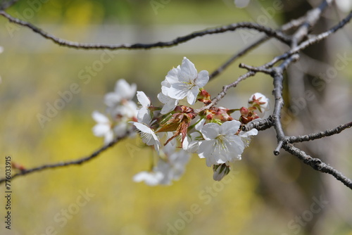 染井吉野　Yoshino cherry tree photo