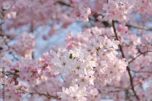 舎人公園　染井吉野　Toneri park yoshino yii