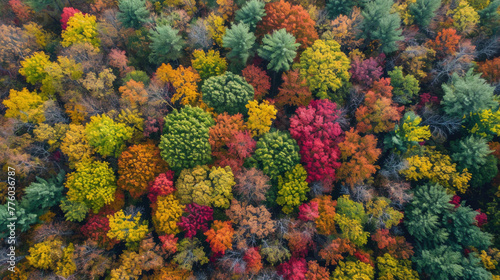 aerial view of forest with beautiful autumn colors of nature drone view Autumn yellow forest and green trees in rural, Drone photo Aerial top view.