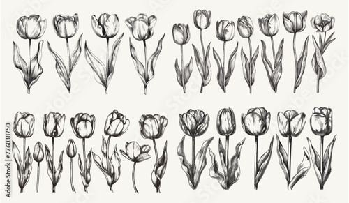 Retro Tulip Engraving Vector Set: Hand-Drawn Vintage Sketches for Posters, Banners, Cards - Classic Floral Art, Dotted Ink Illustrations