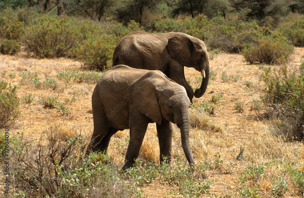 Eléphant d'Afrique, Loxodonta africana, jeune, Parc national de Samburu, Kenya