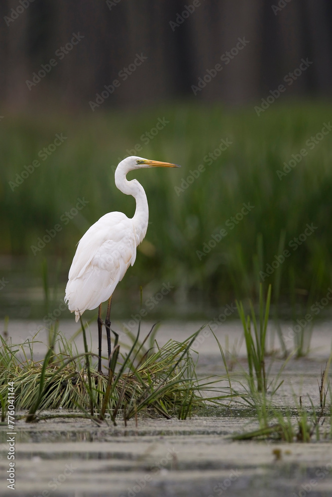 Great egret in the wild Great egret in the wild