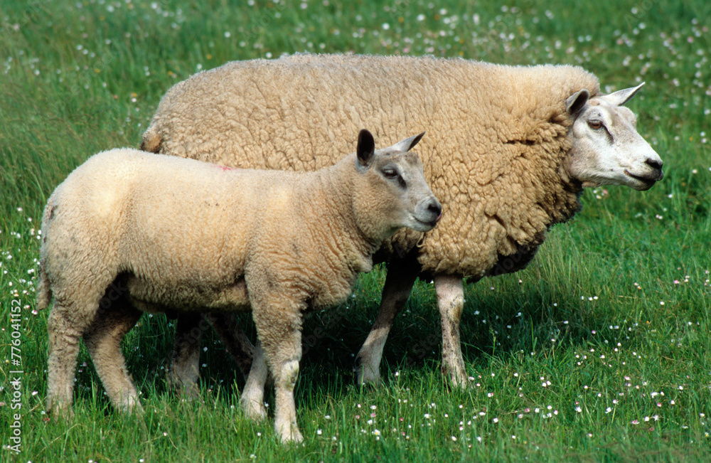 Obraz premium Mouton; Race Téxel; Femelle et jeune, Ile de Texel, Pays Bas