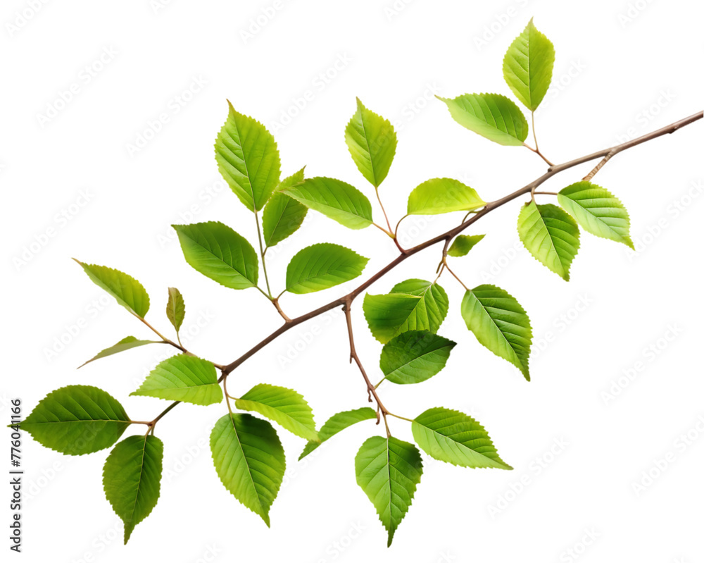 Oregano that has been dried isolated on transparent background Oregano that has been dried isolated on transparent background