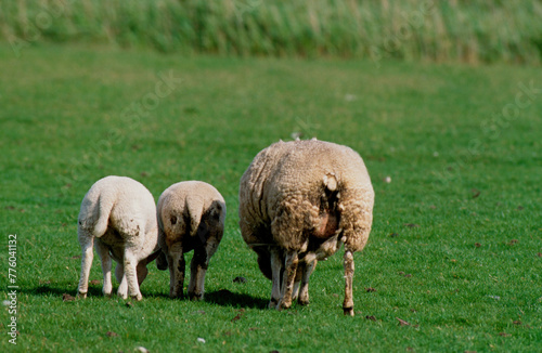 Mouton  Race T  xel  Femelle et jeune  Ile de Texel  Pays Bas