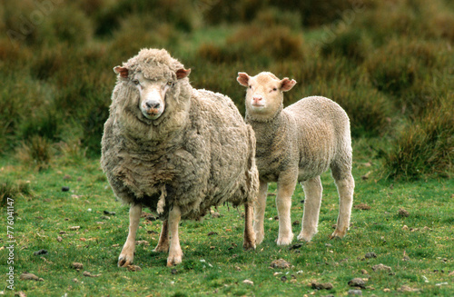 Mouton race Falkland, brebis, agneau, Ile Carcass, Iles Falkland, Malouines