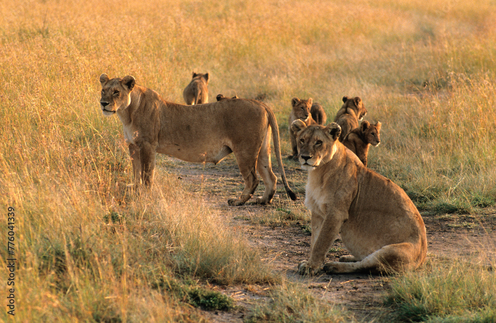 Lion, Panthera leo, femelle et jeunes, Parc national du Serengeti, Tanzanie Lion, Panthera leo, femelle et jeunes, Parc national du Serengeti, Tanzanie