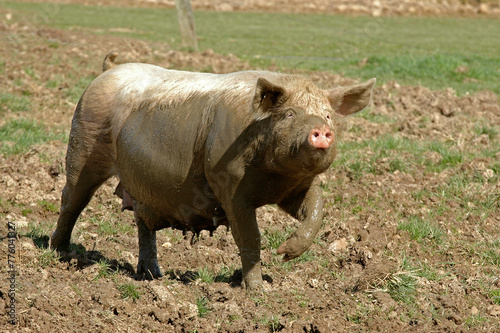 Porc, Cochon, truie, Sus domesticus photo