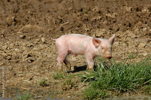 Porc, Cochon, porcelet, Sus domesticus © JAG IMAGES