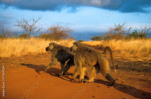 Singe babouin  Palio cynocephalus  Parc national du Tsavo  Kenya