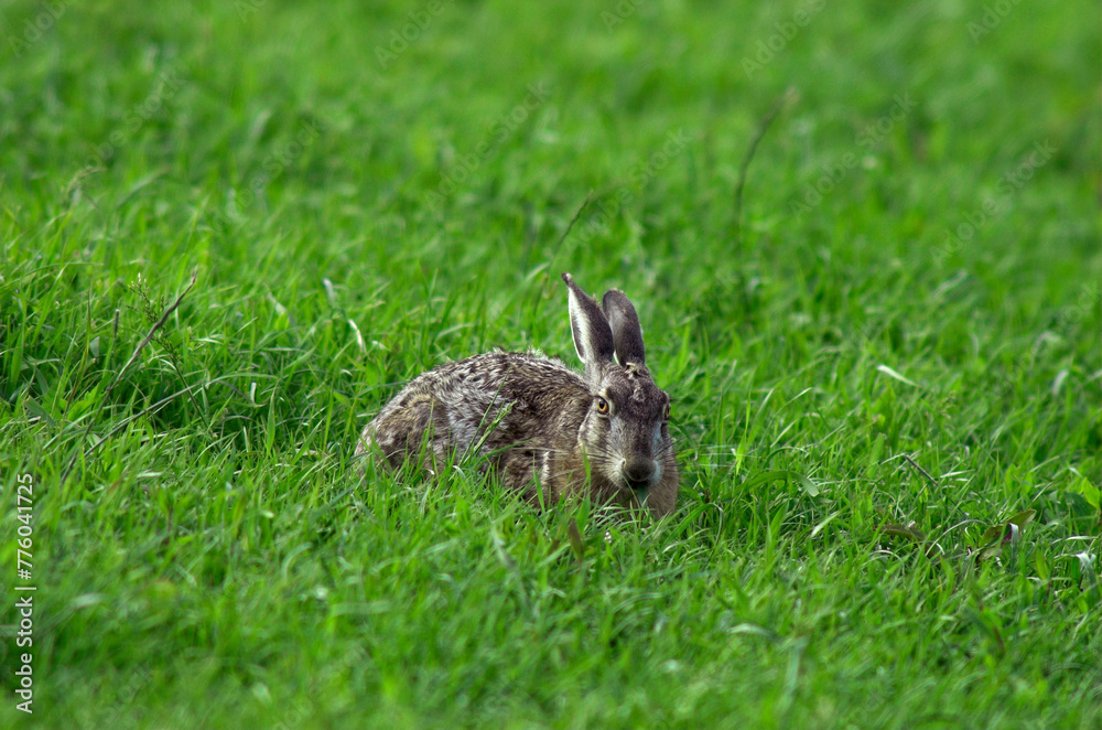 Fototapeta premium Lièvre d'Europe, Lièvre brun, Lepus europaeus