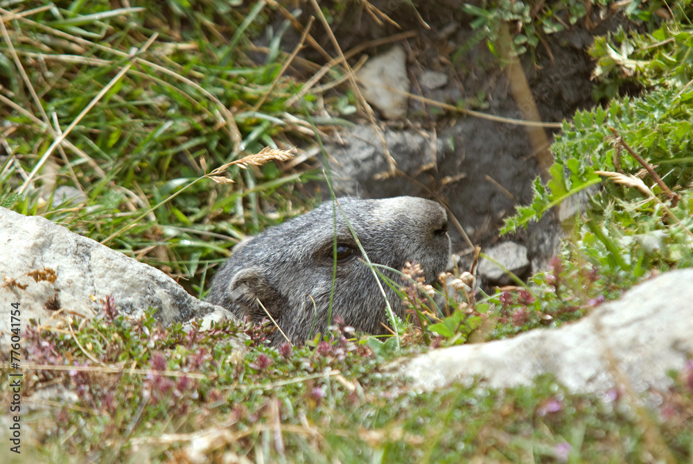 Marmotte des alpes, Marmota marmota Marmotte des alpes, Marmota marmota