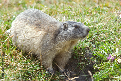 Marmotte des alpes,  Marmota marmota © JAG IMAGES
