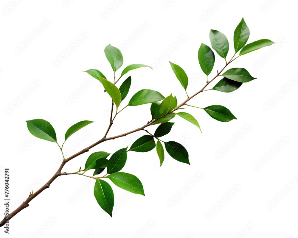 Oregano that has been dried isolated on transparent background