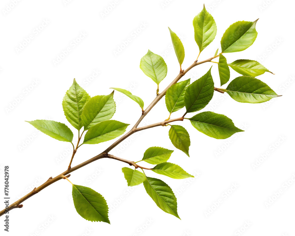 Naklejka premium Oregano that has been dried isolated on transparent background