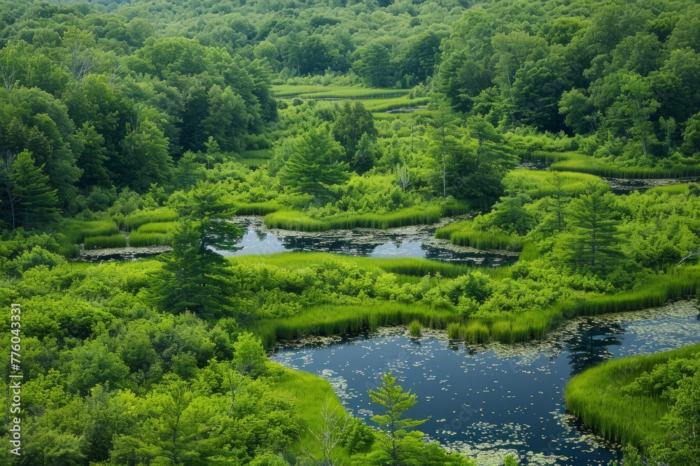 A river cutting through dense, green foliage in a forest