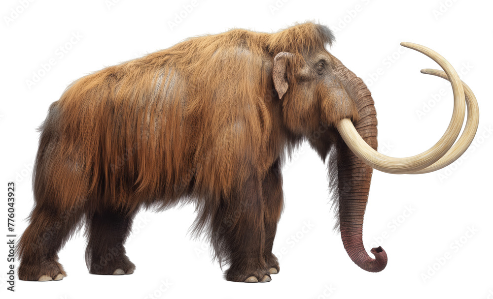 Obraz premium Mammoth With Tusks, Legacy of the Woolly Mammoth through Art and Design PNG Cutout Sticker. Isolated. 
