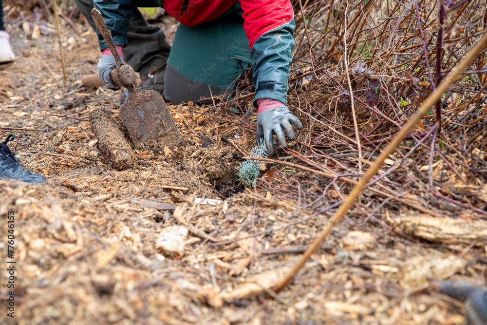 Enfant et adulte plantant des petits arbres dans une forêt