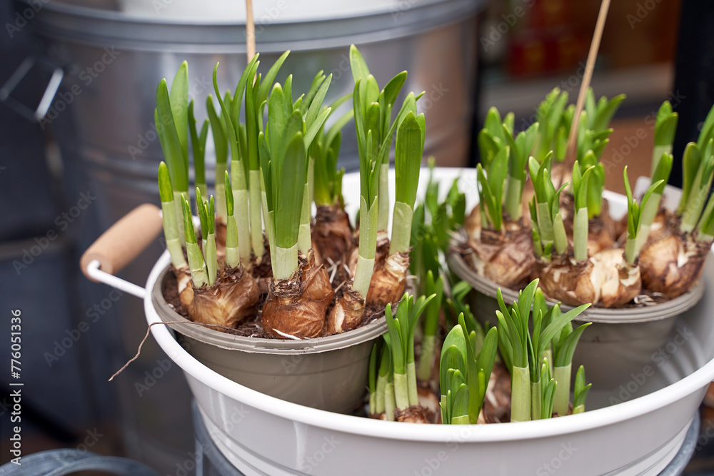 Narcissus aka daffodil shoots or seedlings for sale in a flower shop