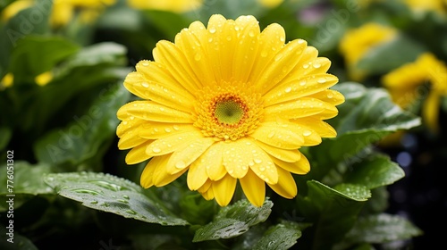 A single  dew-kissed yellow gerbera blooms amidst lush greenery