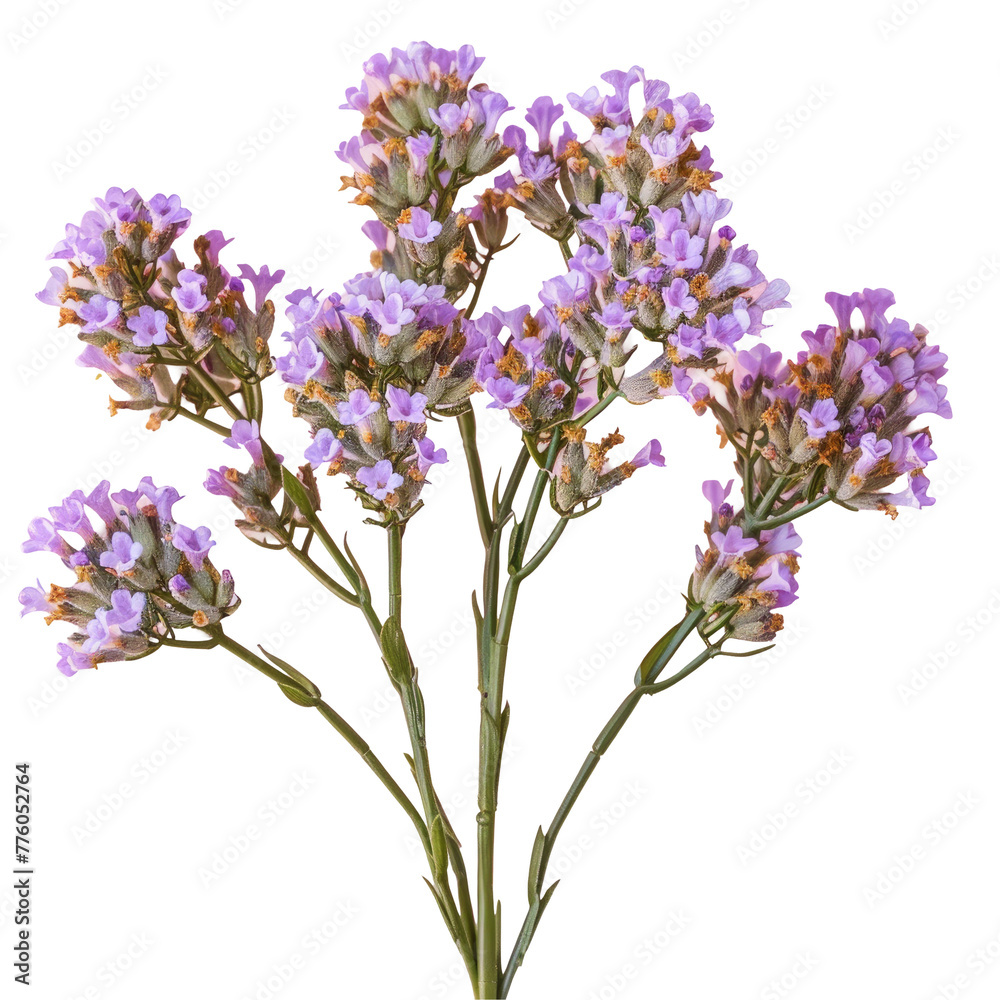 Purple flowers in vase on Transparent Background Purple flowers in vase on Transparent Background