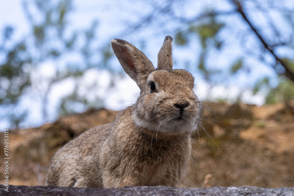 Fototapeta premium 広島 大久野島 うさぎ 動物 野生