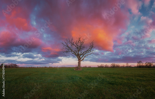 Lolenly Tree with orange red sunset