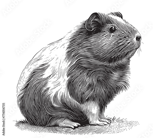 Vector antique engraving drawing illustration of guinea pig or cavy isolated on white background