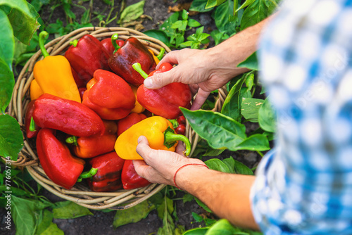 Sweet pepper harvest in the garden in the hands of a farmer. Selective focus.