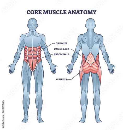 Core muscle anatomy with obliques, abdominals, lower back and gluteus location outline diagram, transparent background. Labeled educational scheme with physical muscular system for abs, six pack.