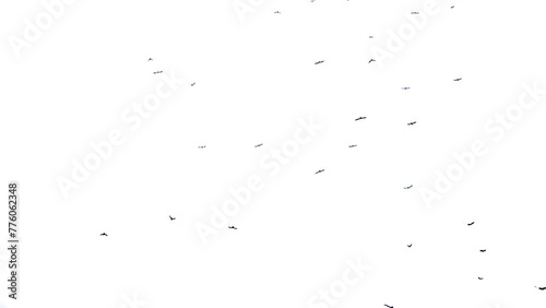 Slow motion A flock of black crows flies from bottom to top on a white background. Wild birds. Chroma key. Mask photo