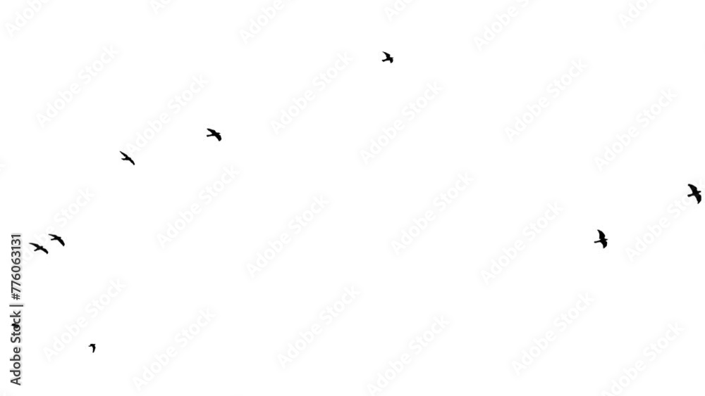 Slow motion Flock of black Crows flies from left to right and up on a white background. Wild birds. Chroma key. Mask. Seamless. Close up