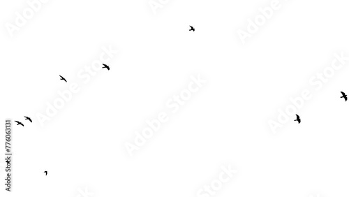 Slow motion Flock of black Crows flies from left to right and up on a white background. Wild birds. Chroma key. Mask. Seamless. Close up photo