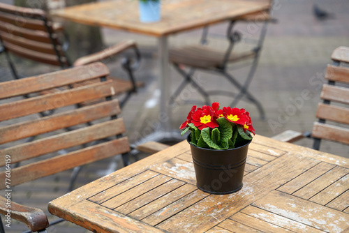 Beautiful primula vulgaris red potted flower on an outdoor cafe table