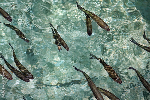 Fische in einem See photo