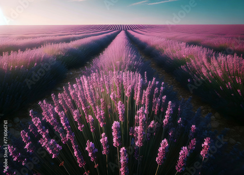 An endless field of lavender in bloom. Beautiful purple plants at sunrise. Background of fragrant vibrant flowers.