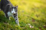 Young tabby cat in a spring meadow