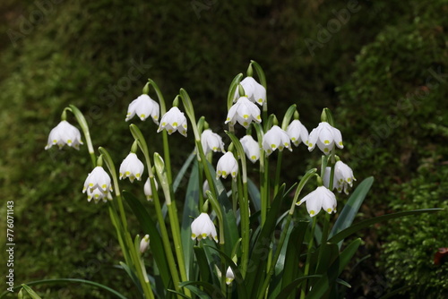 Leucojum vernum, called the spring snowflake  Swabian Alps  Germany